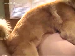 Happy dog receives to fuck a thick bottom mother I'd like to fuck from behind 